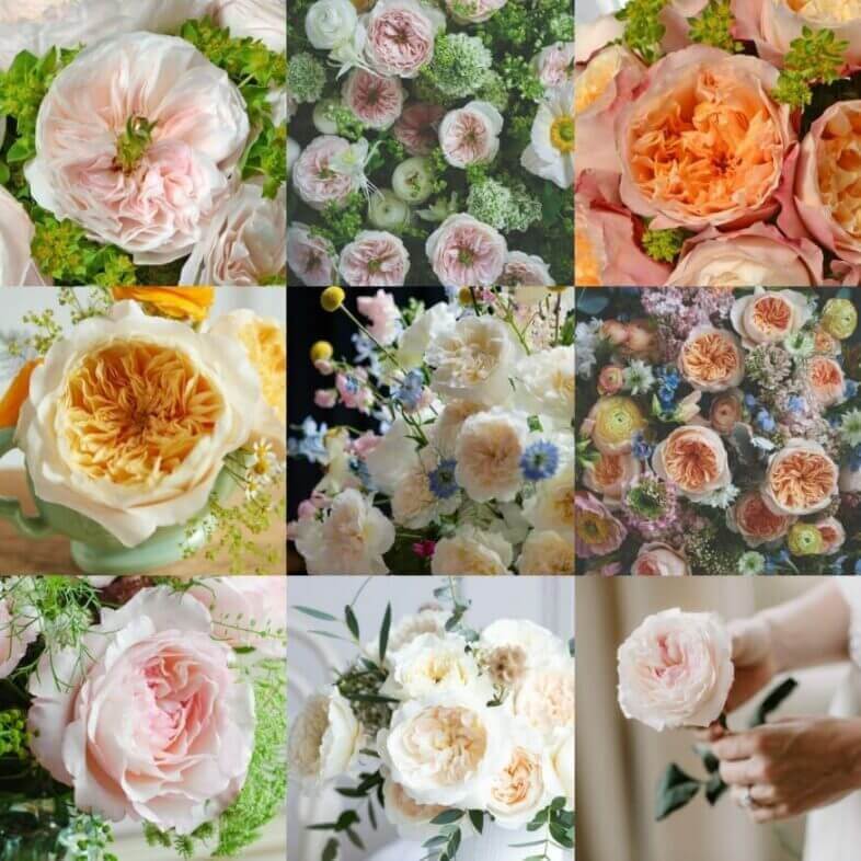 Peach Assorted David Austin Wedding and Event Roses