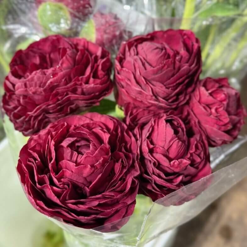 Peony Old Faithful
