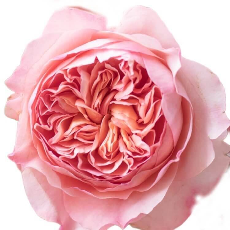 David Austin Phoebe rose
