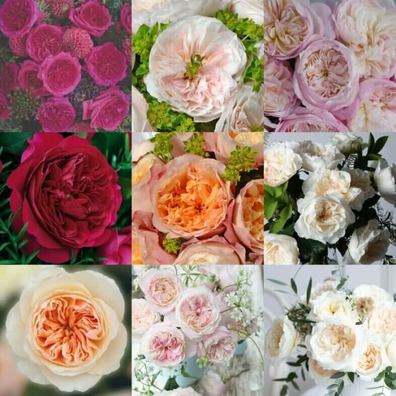 Wholesale Pink David Austin Rose Assortment