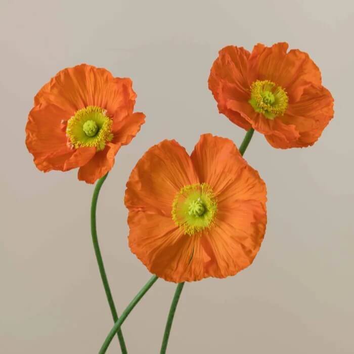 Poppy Import Orange