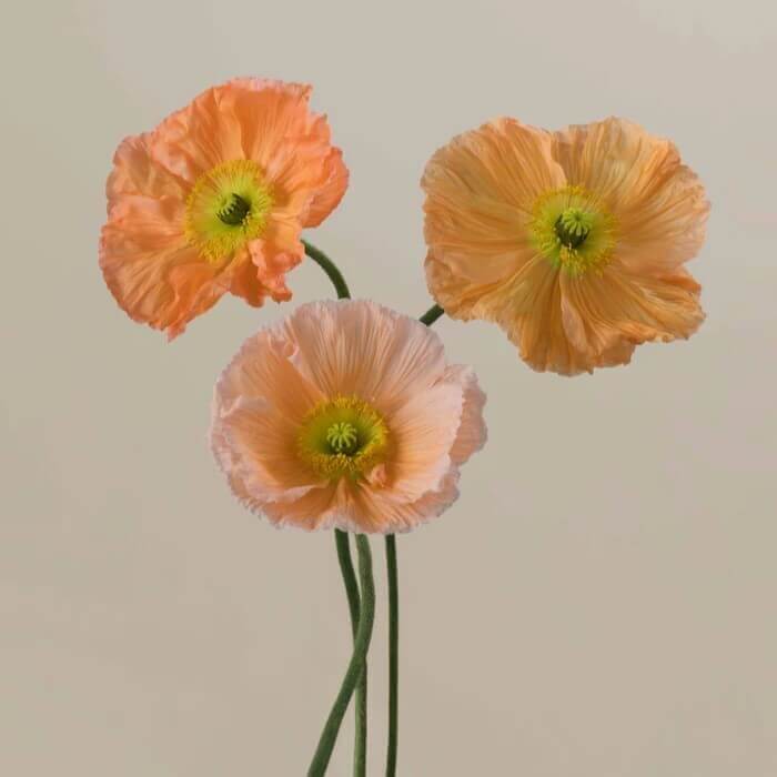 Poppy Import Peach