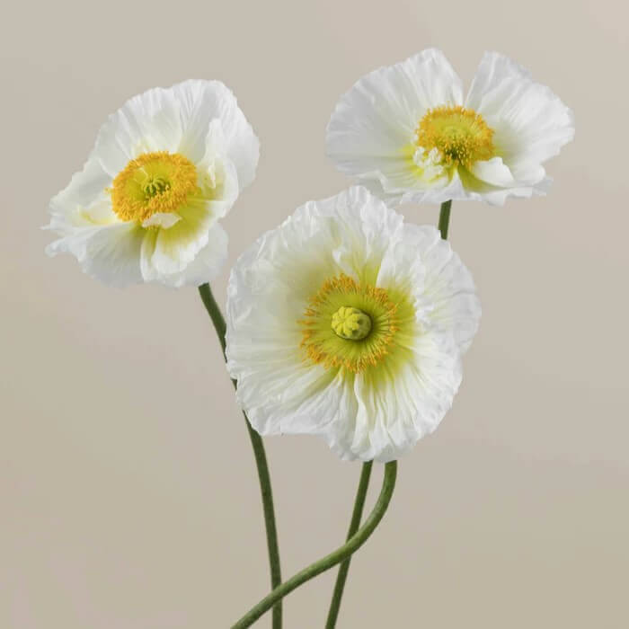 Poppy Import White