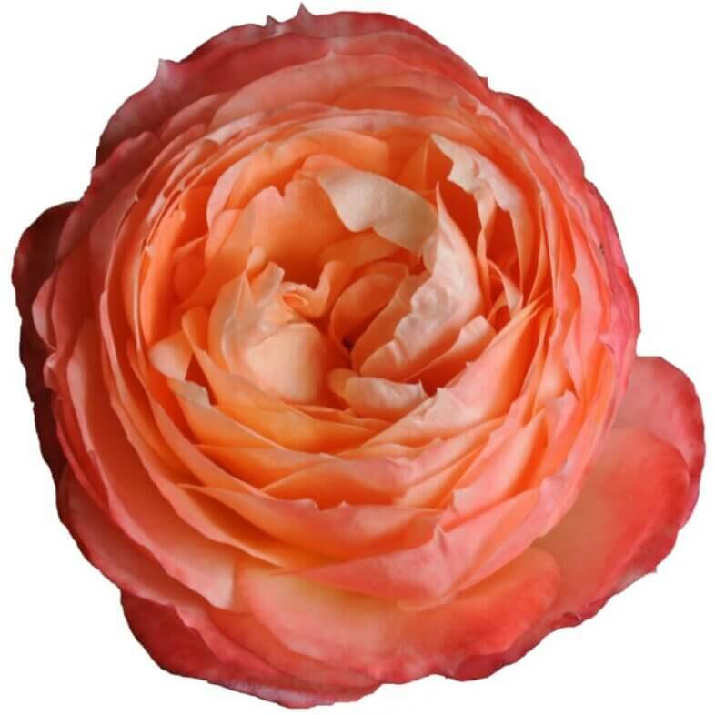Princess-Aiko-Garden-Roses.jpg