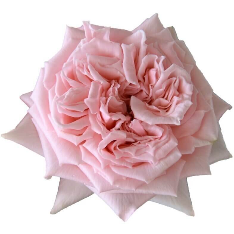 Princess-Hitomi-Garden-Roses.jpg