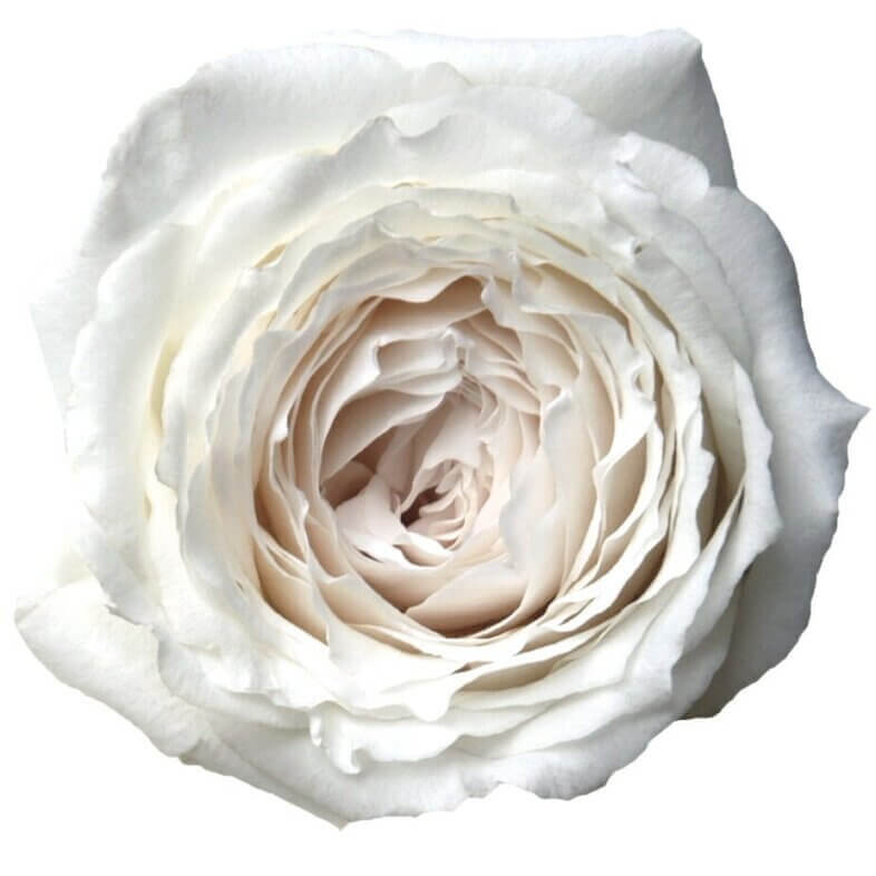 Princess-Miyuki-Garden-Roses.jpg