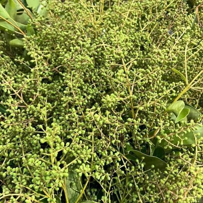Privet Berries green