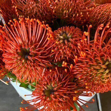 Protea Pincushion Orange
