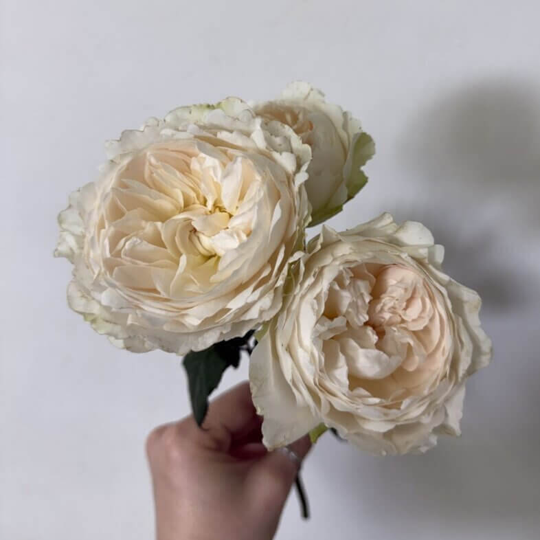 Purity Garden Spray Roses