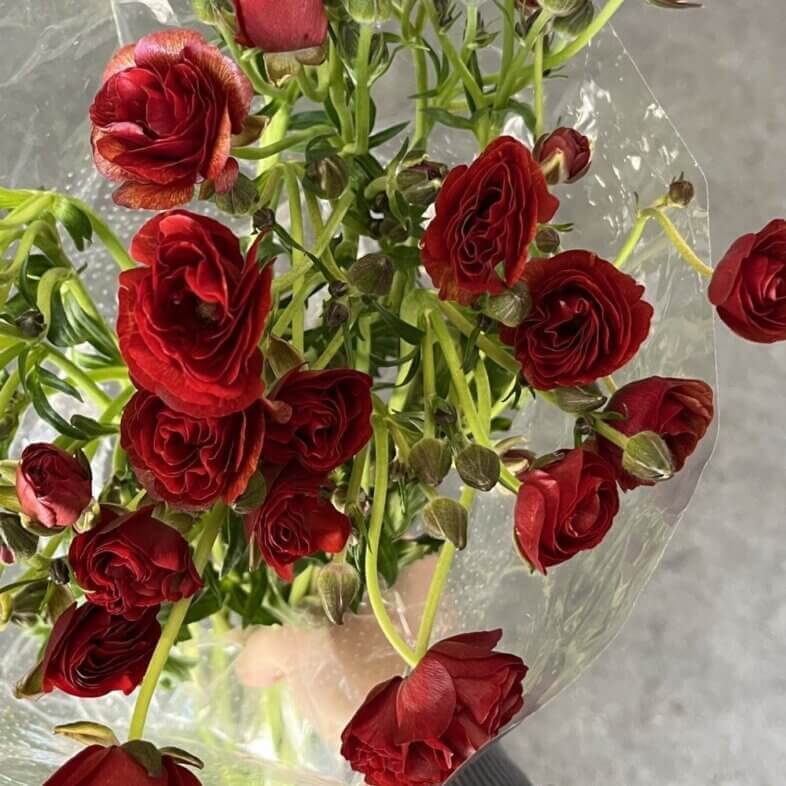 Ranunculus Butterfly Red