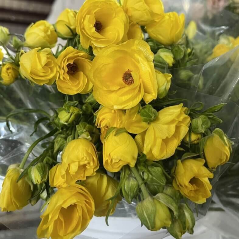 Ranunculus Butterfly Yellow