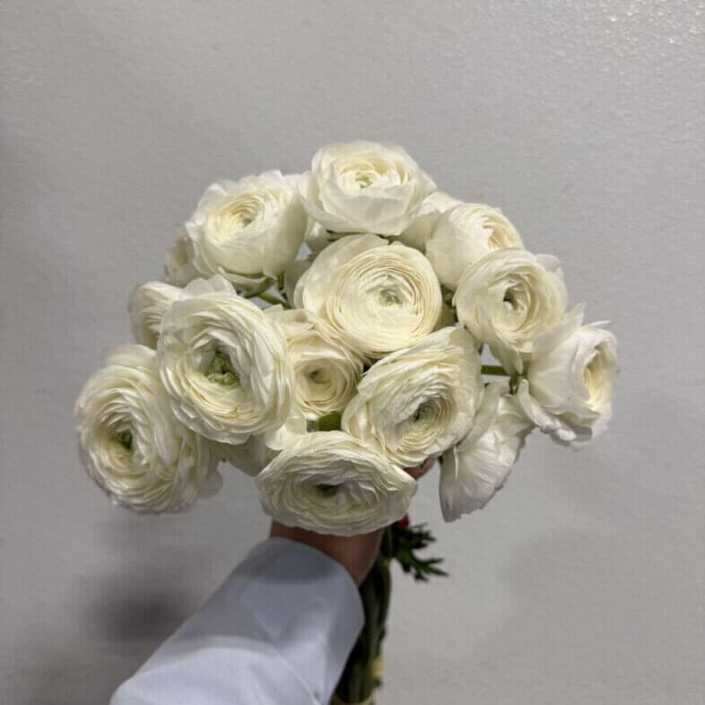 Ranunculus Elegance White