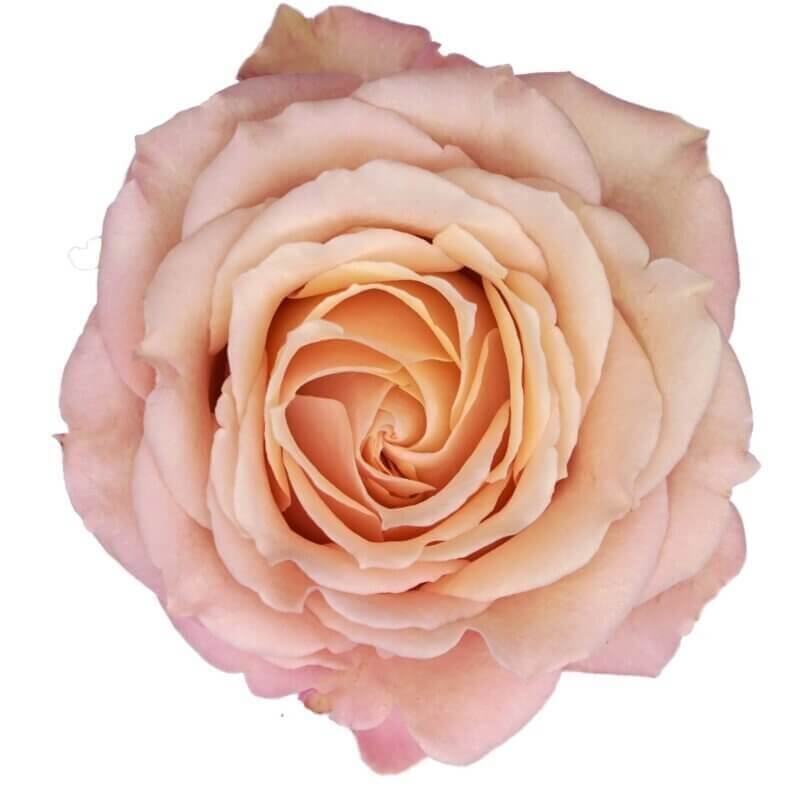 Sahara-Sensation-Garden-Roses.jpg