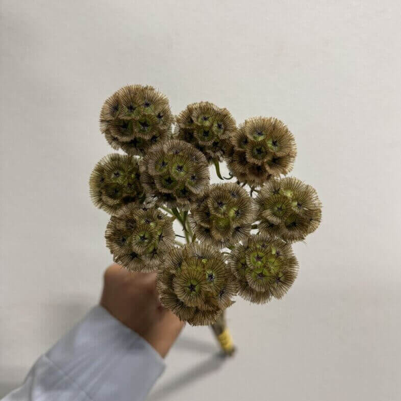 Scabiosa Pods 2