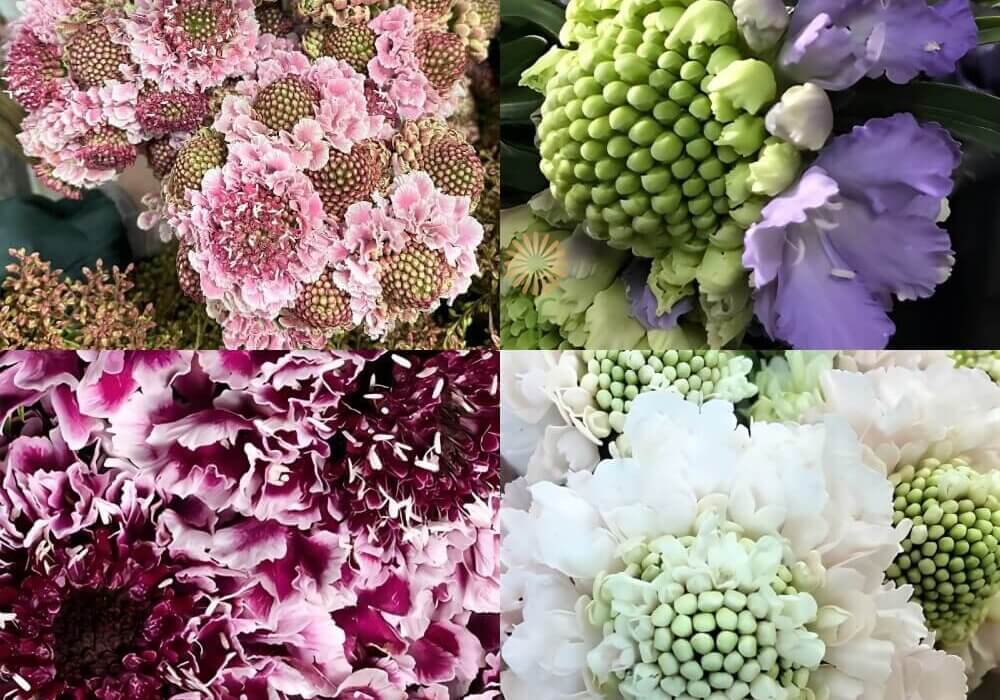 Scabiosa in Floral Design