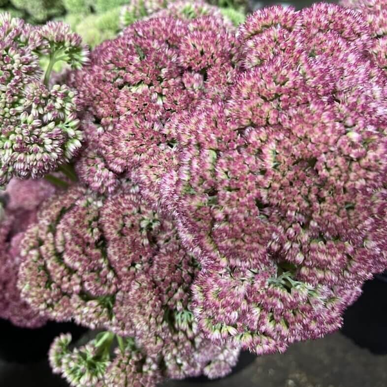 Sedum Pink