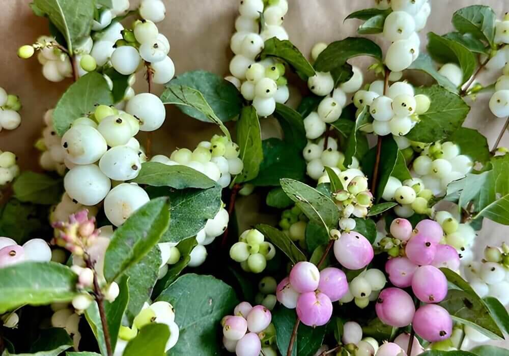 closeup of wholesale snowberries