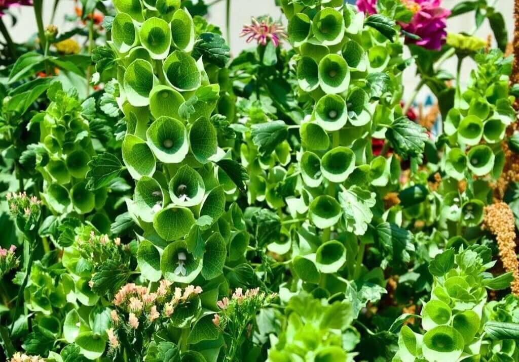 St Patrick's Day Bells of Ireland growing in garden