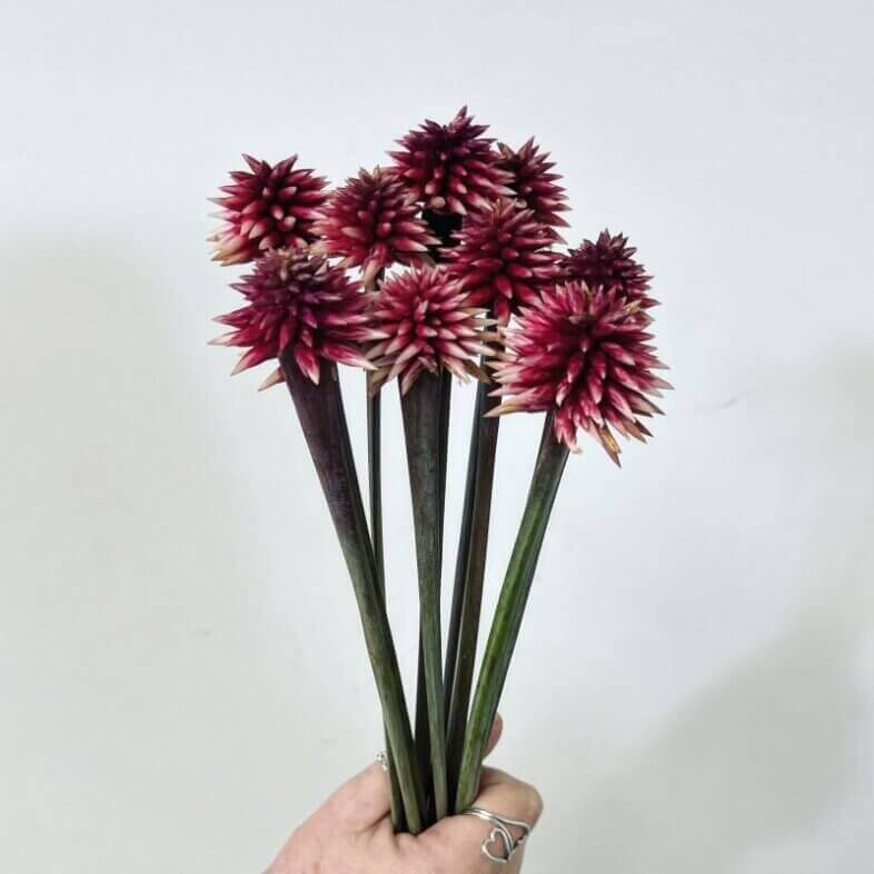 Stella Flowers