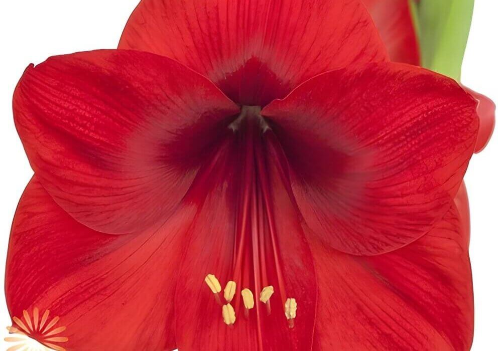 close up of elegant amaryllis in full bloom