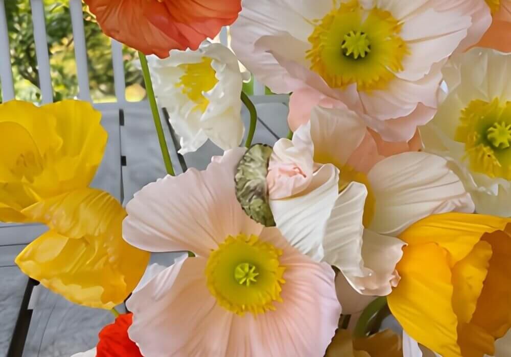 close-up of wholesale assorted Icelandic poppies