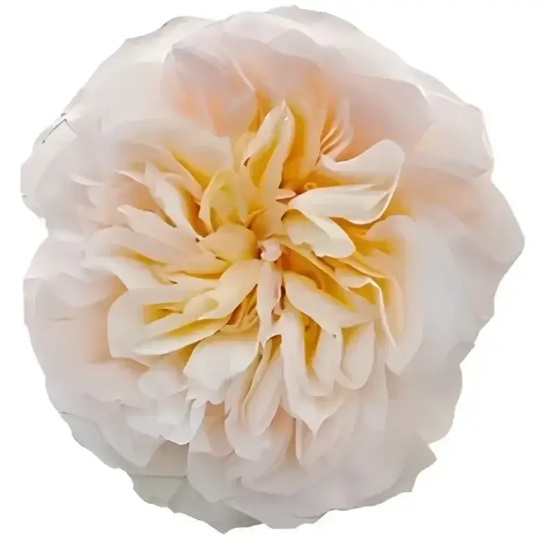 Tie-Dye-Garden-Roses-1.webp