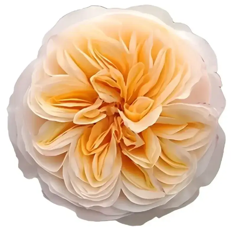 Tip-Top-Garden-Rose.webp