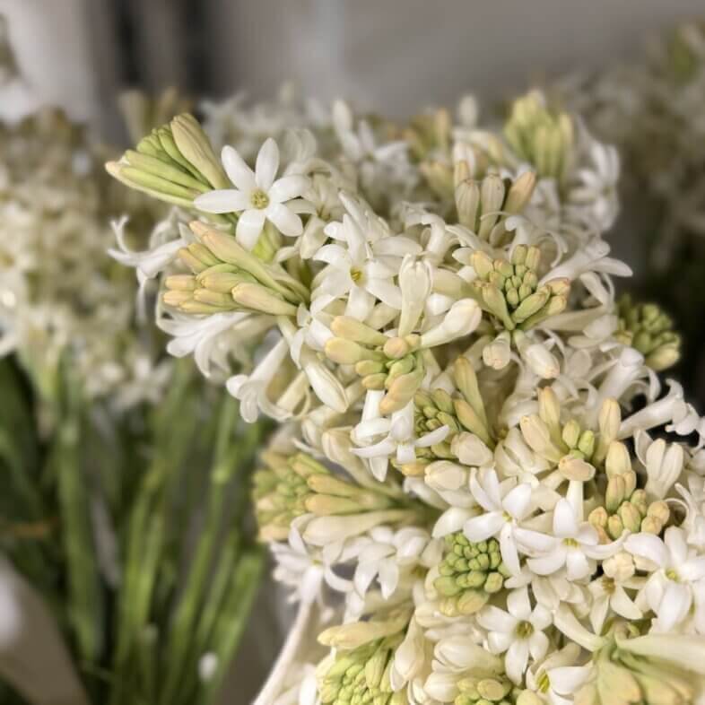 Tuberose white