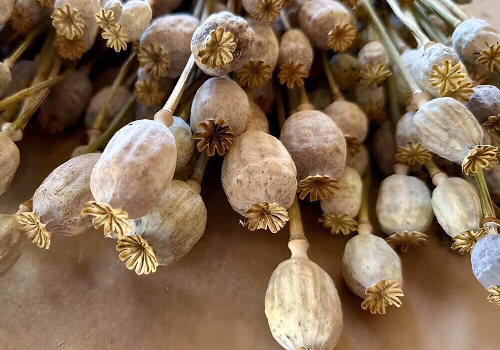 close-up of dried poppy pods