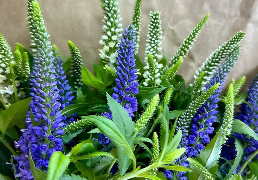 close-up of veronica for flower arrangements