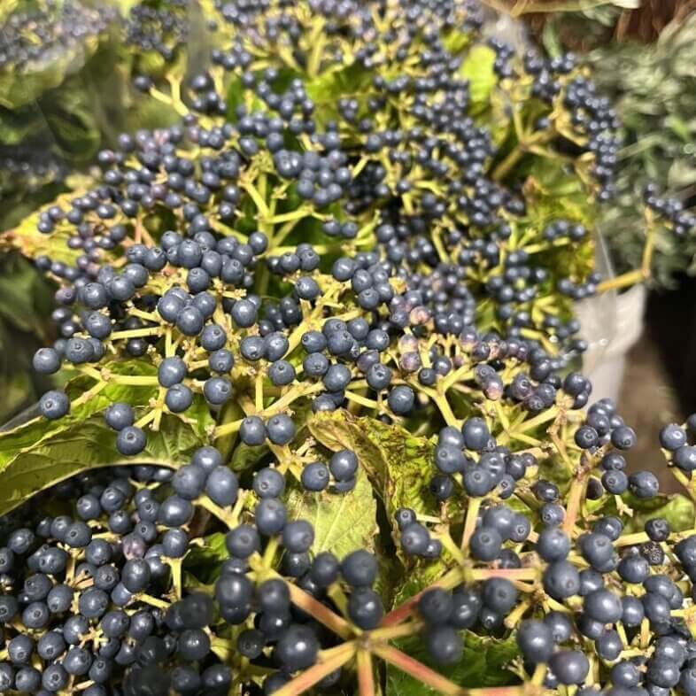 Viburnum Blueberry