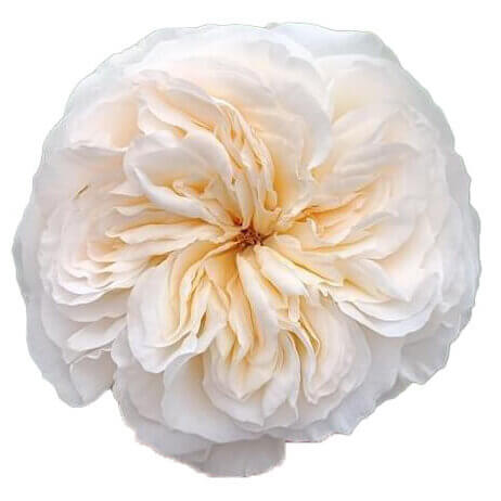 Vicky-Gardens-garden-roses.jpg