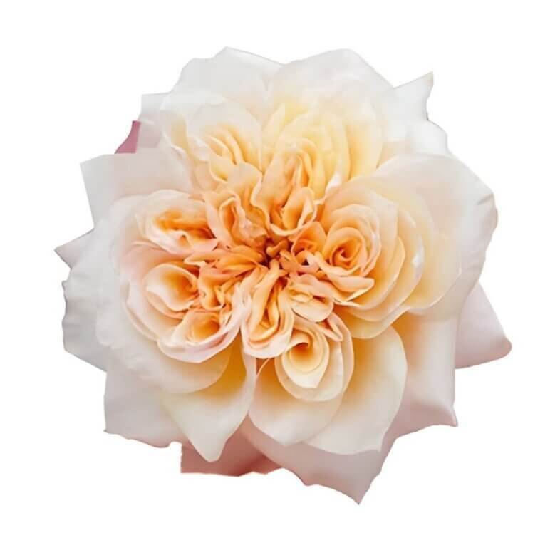 Wabara-Issei-Garden-Rose.jpg