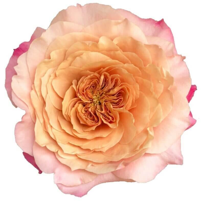 Wabara-Miyabi-Garden-Roses.jpg