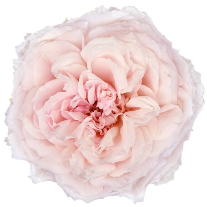 Wabara-Tsumugi-Garden-Roses.jpg