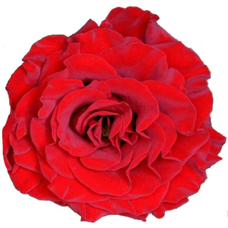 Wanted-Garden-Roses.jpg