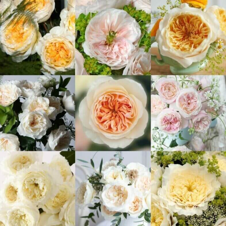 White Assorted David Austin Wedding and Event Roses