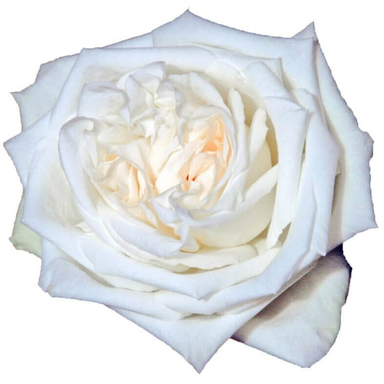 White-OHara-Garden-Roses.jpg