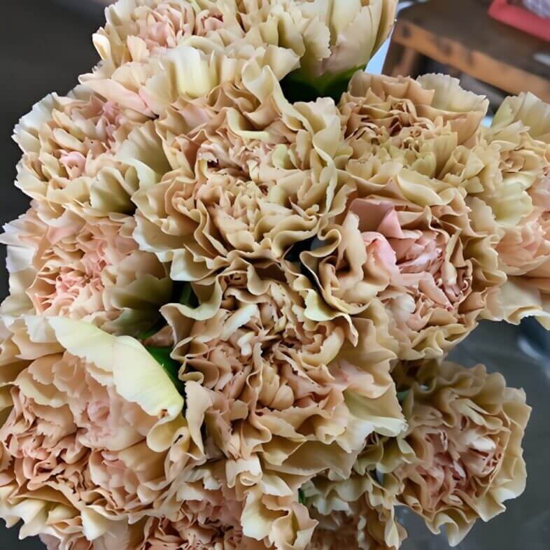 Wholesale-Beige-Specialty-Lege-Marrone-Carnations