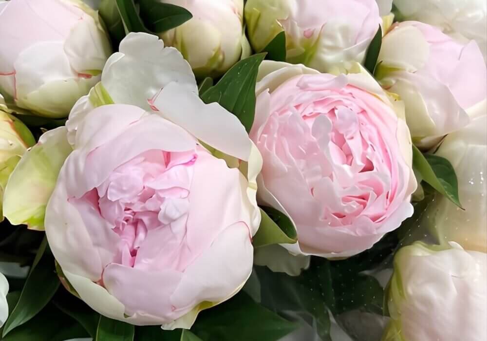 wholesale blush peonies for valentine's day