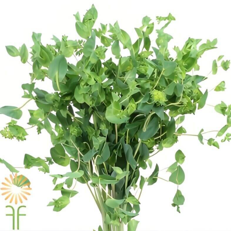 Wholesale-Bupleurum-Foliage