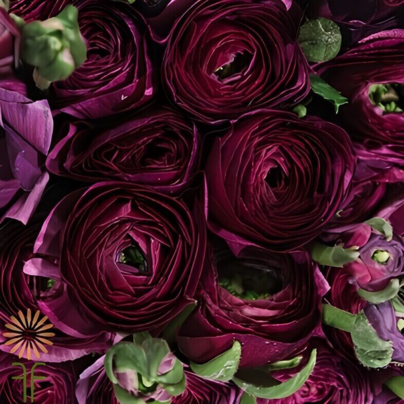 Wholesale-Burgundy-Elegance-Ranunculus-Flowers