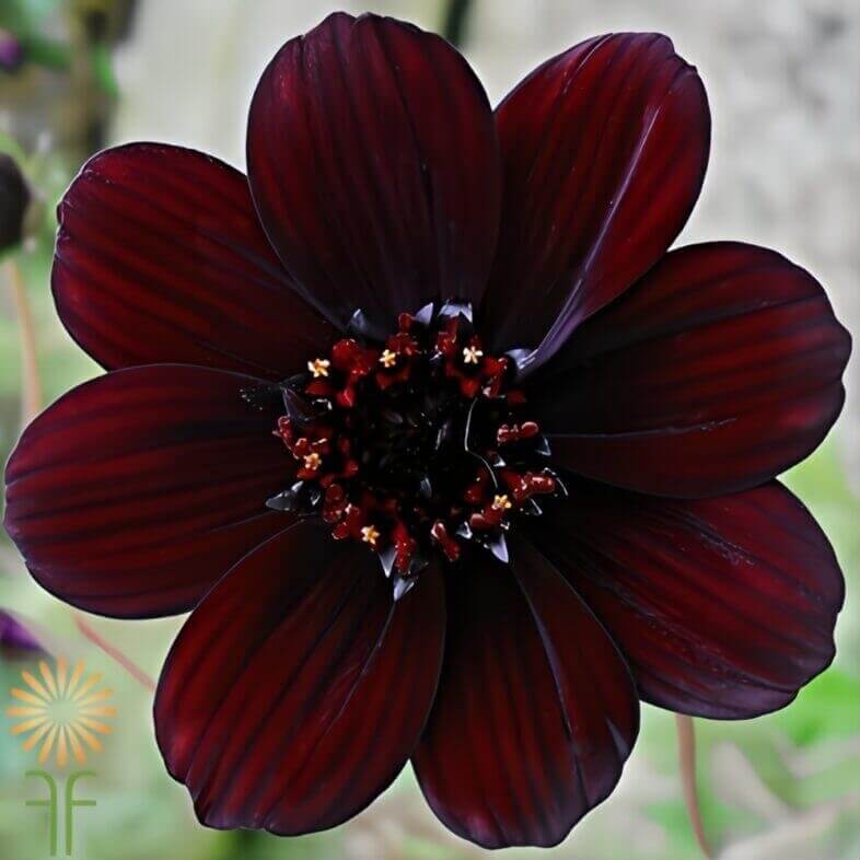 Chocolate cosmos with deep burgundy petals for moody summer accents