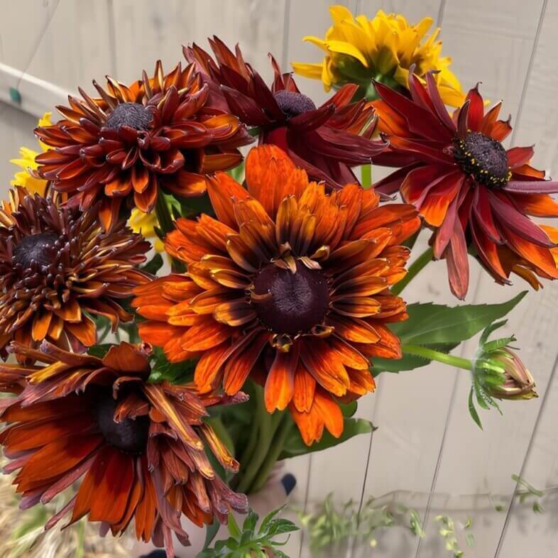 Wholesale-Chocolate-Rudbeckia-Flowers