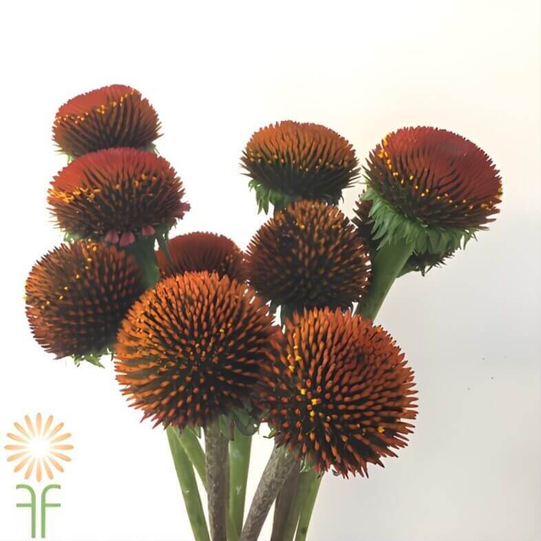 Echinacea Coneflower Pods