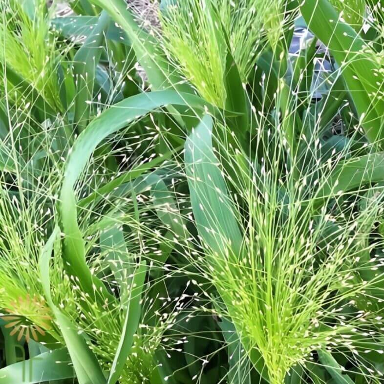 Wholesale-Explosion-Grass