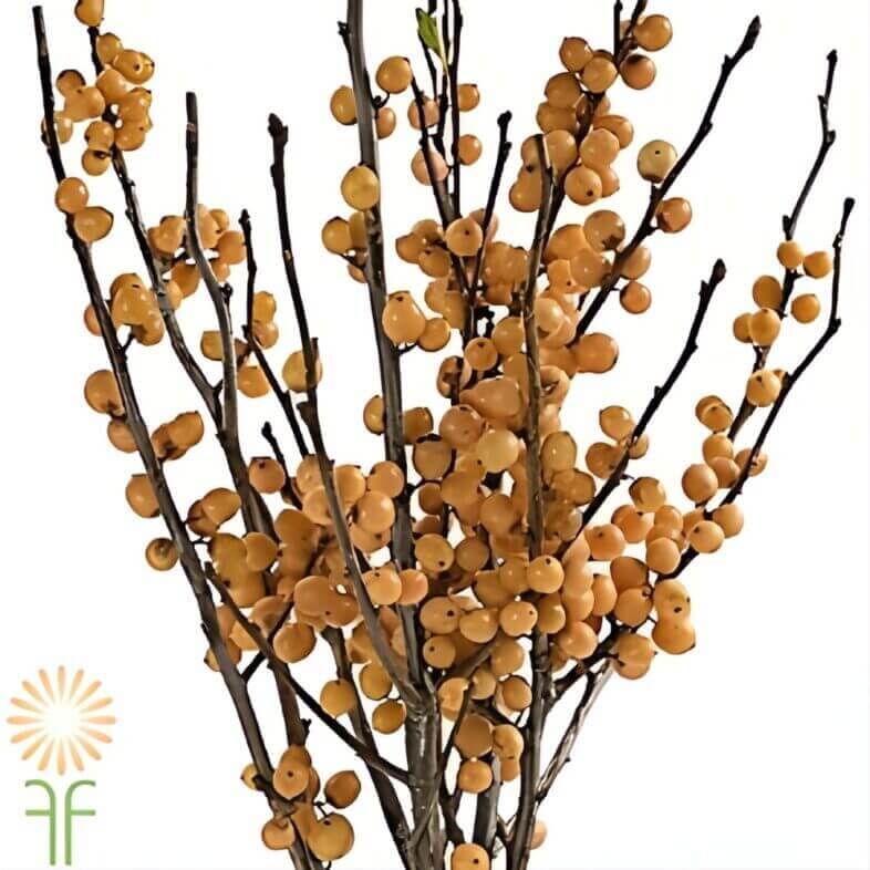 Wholesale-Golden-Ilex-Berry-Tall-Greenery