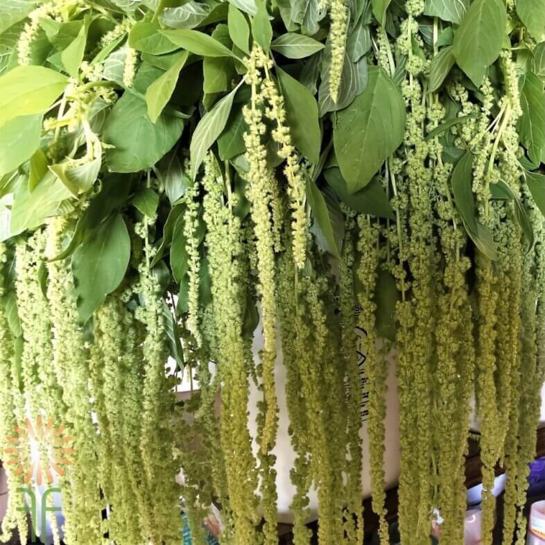 Wholesale-Green-Hanging-Amaranthus-Flowers
