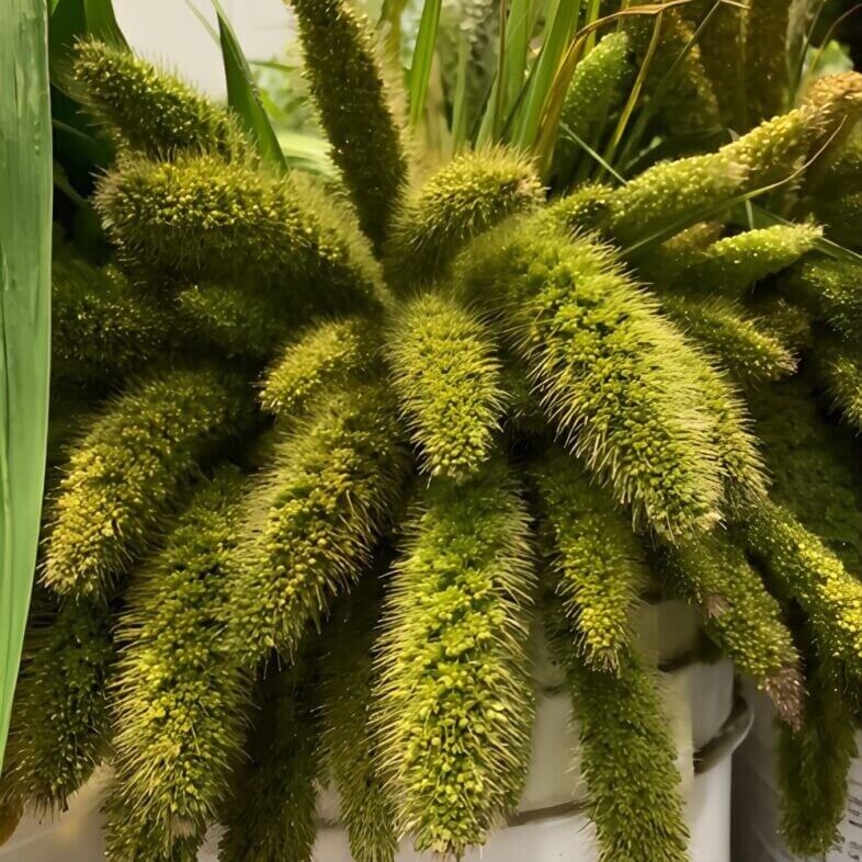 Wholesale-Green-Millet-Foliage