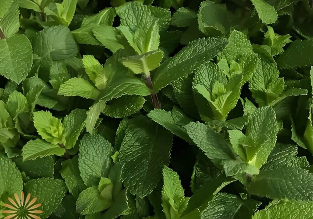 Green mint foliage providing freshness in spring-themed flower designs